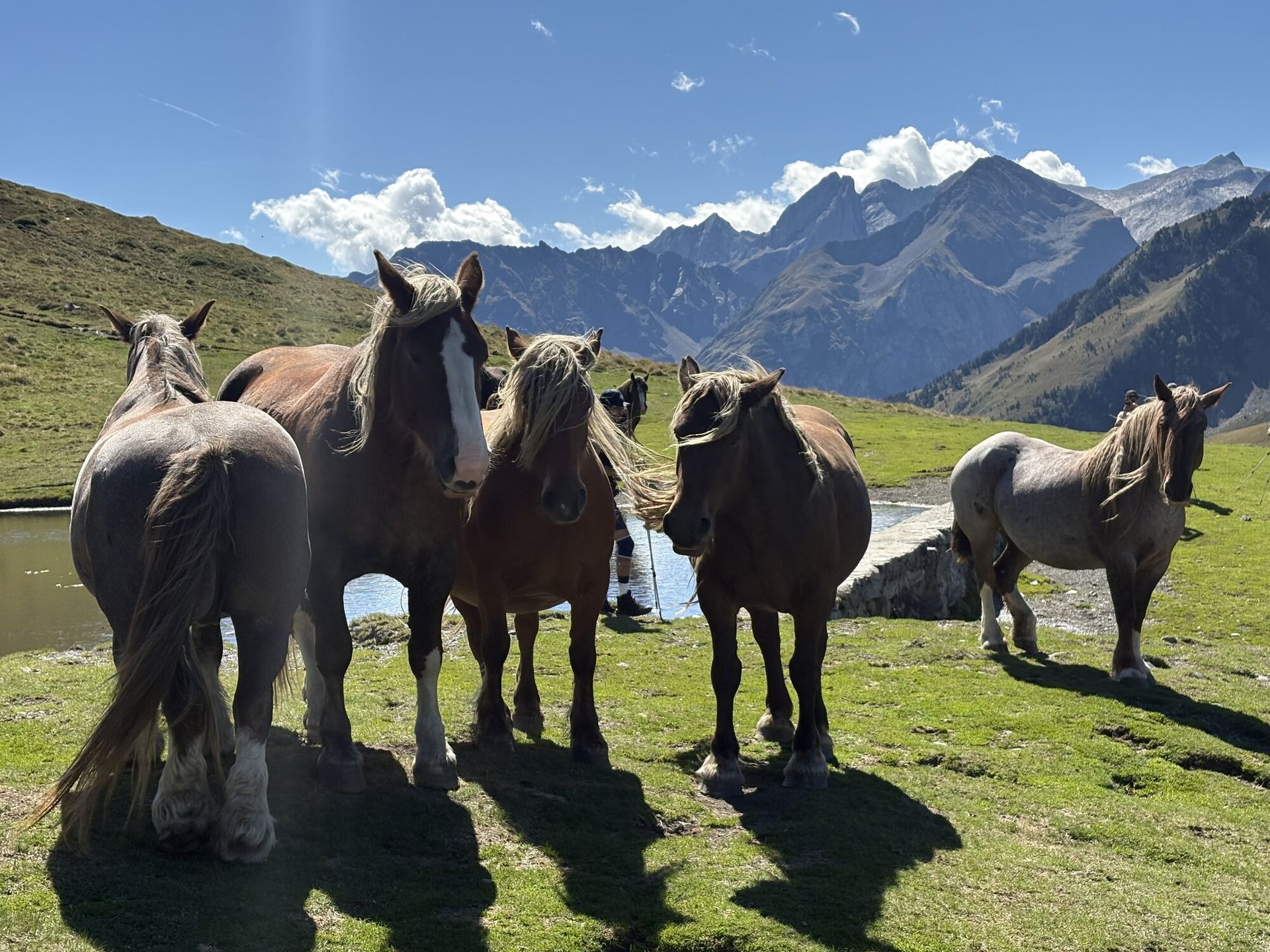Een kudde paarden op de hoogvlakte, met het Maladeta-massief en de Aneto in de verte.