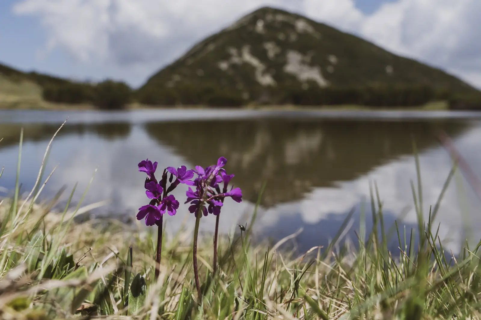 Wilde orchidee aan de oever van een bergmeer