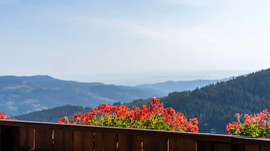 Uitzicht over de beboste heuvels van de Vogezen vanaf een balkon met rode geraniums