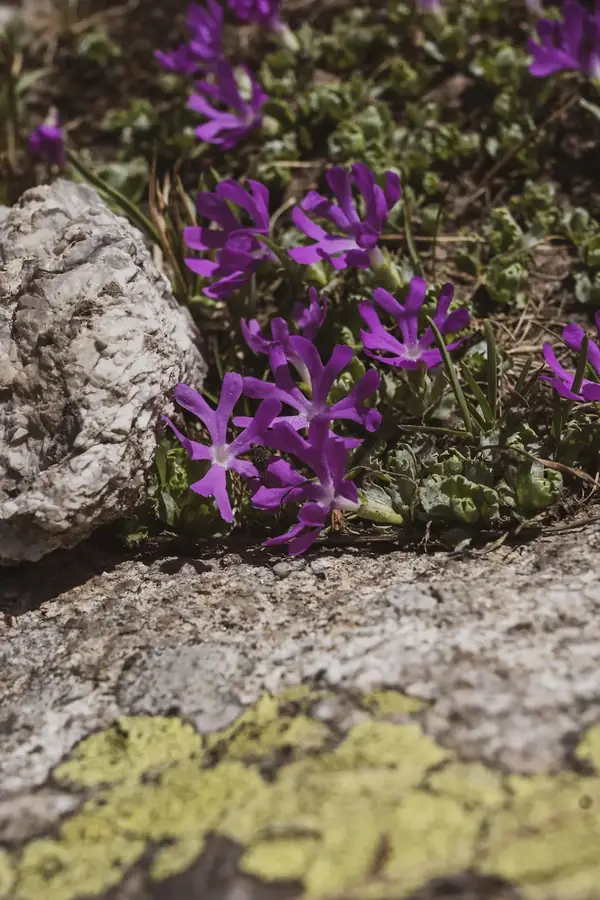 Paarse primula's tussen de rotsen