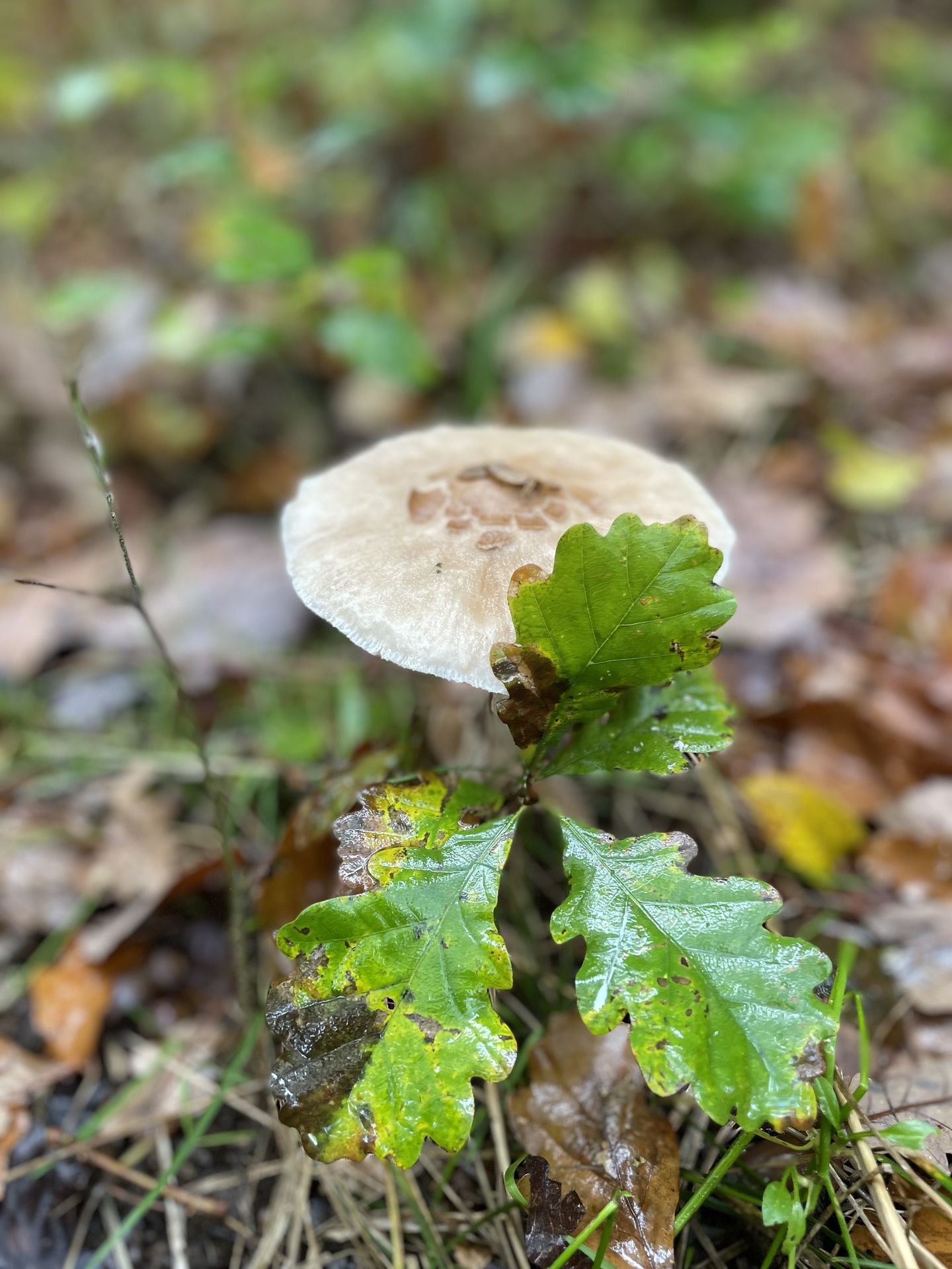 Herfst en paddenstoelen